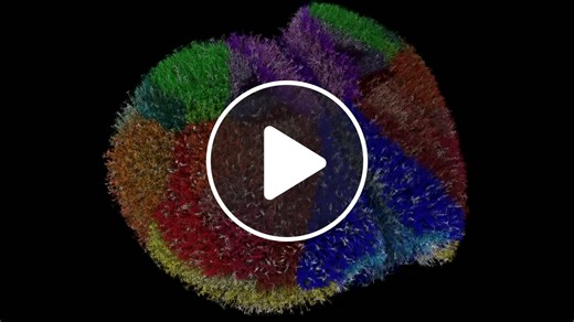 Scientists build 'digital mouse brain' on supercomputer - NewsBreak