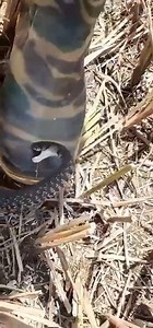 14M views · 2.3K shares | Oh God! Help! | Skill IDEA | Facebook