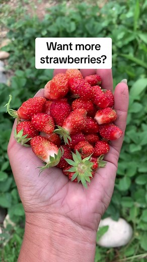 Maximizing Your Strawberry Harvest: Picking Tips & Tricks