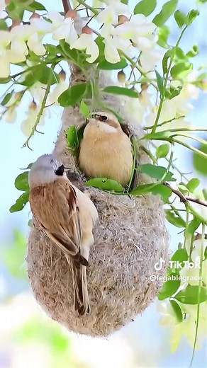 Penduline Tit Love Nests: Spring Nest-Building Rituals
