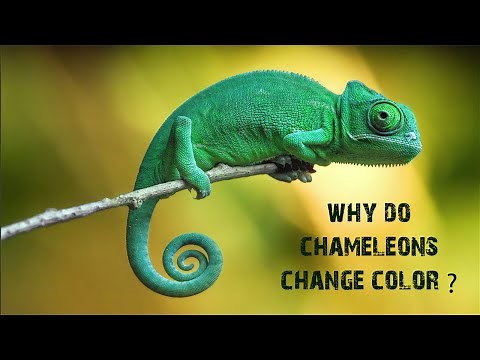 Why do chameleons change color
