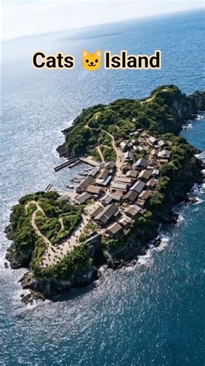 Inside Japan’s Cat Island Where Humans Are Outnumbered 🐾