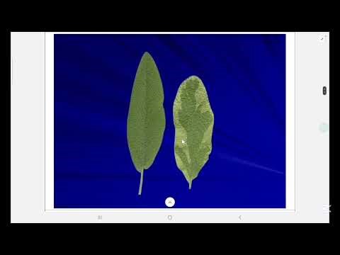 شرح بوتاني اولى صيدلة | plants containing Volatile oils