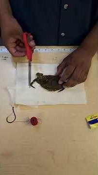 How to Rig a Soft Crab for Bait