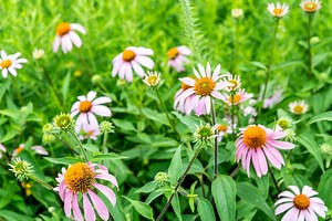 How To Grow And Care For Coneflower