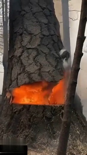1.8M views · 10K reactions | #cuttingtrees #treecutting #mowing #trees #uprooted #rightofway #dangerous #cleaning #tractor #agriculture #farm #johndeere #farming #farmer #fendt #newholland #tractors #farmlife #traktor #masseyferguson #landwirtschaft #claas #caseih #jattlife #agro #swaraj #tractorlife #jatt #farmers #ford #agricultura #harvest #agri | Harie Porter | Facebook