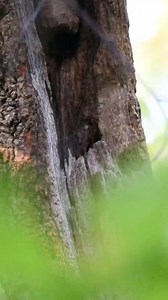 Eastern Screech-Owl (red morph) - East Coast, USA | Scott Michael Miller Photography