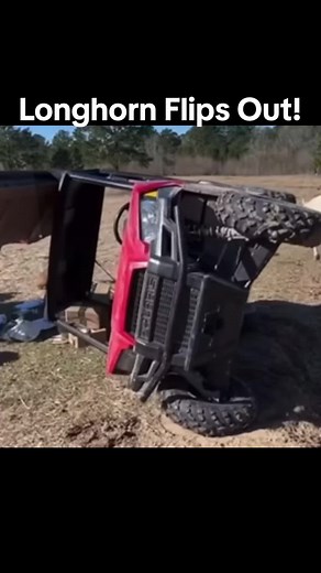 Longhorn bull not happy with pasture arrangement