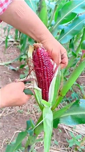 Farmers peel the husks off the corn🌽🌽🌽🌽🌽🌽.#facts #agriculture