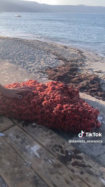 Los changos chicos sacando piureeee 🌊🌊🌞🌞🌞 #parati
