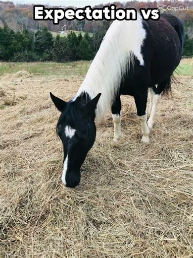 Expection Vs reality