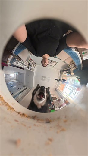 Immersive Experience of Dudu’s Entire Dining Process #dog #dogsofinstagram #dogvideos