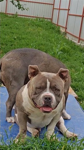 American Bully Pocket #BullyPocket #AmericanBully #PocketBully #AmericanBullyPocket #ABKC #BullyLife