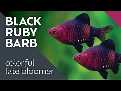 Black Ruby Barb Care Guide: What I Learned