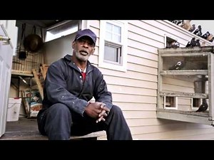 A Short Documentary on NYC's Pigeon fancier