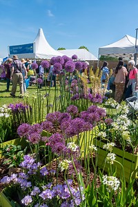 Alan Titchmarsh: The best flower shows in Britain show exactly where RHS Chelsea gets it wrong