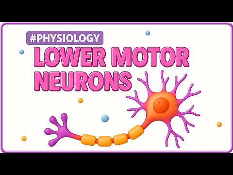 12. Lower Motor Neurons 🧠💪 | Introduction, Types & Key Concepts | USMLE Step 1 Neurophysiology