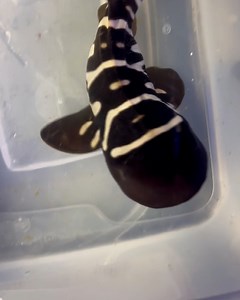 1M views · 4K reactions | The baby sharks are so cute 殺麗 | LADbible | Facebook