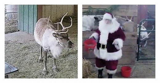 Your Kids Can Watch Santa and Reindeer on this Live Reindeer Cam