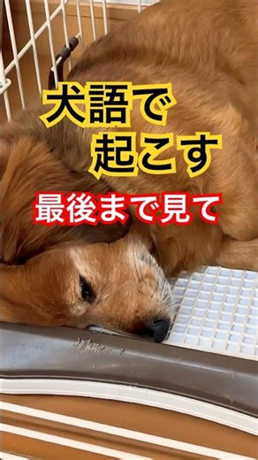 犬語で爆起きする犬。#犬語 #わんこ #津軽弁 #犬吠え #愛犬トロ