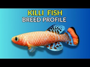 Killifish Care Guide | Tank Setup Feeding Breeding & Lifespan