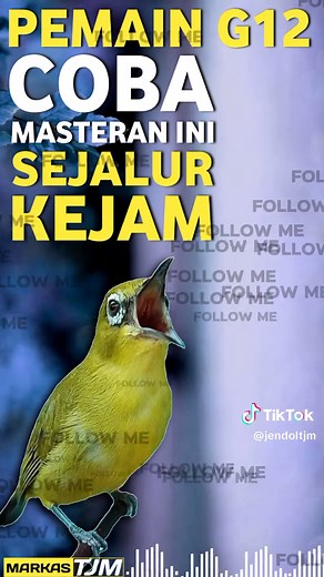 Masteran Pleci G12 Sejalur Kejam - Markas TJM