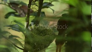 Malagasy paradise flycatcher, Terpsiphone mutata, bird in the nature nest, Andasibe NP, endemic in Madagascar. Paradise flycatcher in the forest tree, bird nesting behaviour. Madagascar wildlife.