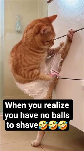 When you realize you have no balls to shave... #funny #whatssofunny #funnyideas #funnymoment #