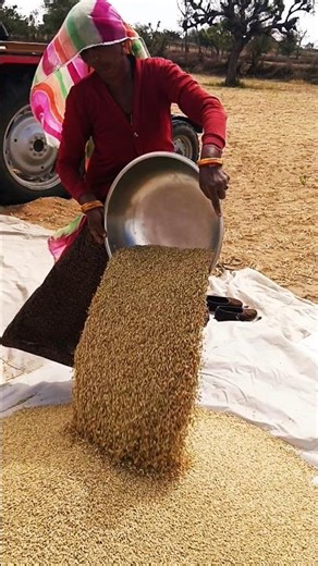 गांव 😍#gaon#farming#shortsfeed#youtubeshorts#viral#shorts#desi#khetibadi#farmer#rajsthan#villagelife