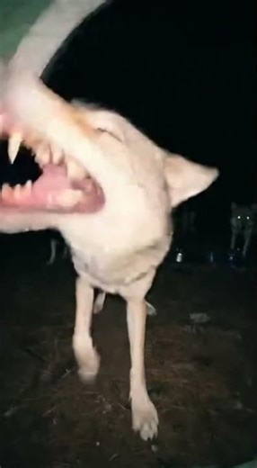 😱🐺Wolf Pack ATTACKS Camper in Tent!