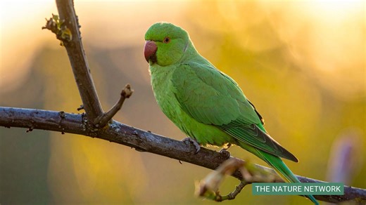 30,000 parakeets are taking over the UK, sparking concern