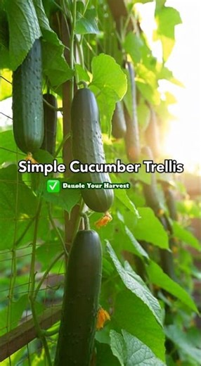 Grow More Cucumbers FAST with This Easy Trellis Trick!