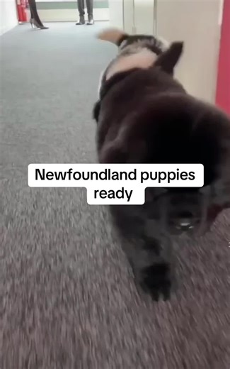#creatorsearchinsights #newfoundlandpuppies #fypppp #puppies #dogs