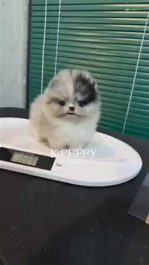 .PLEASE LIKE AND SHARE ❤️ Teacup Puppies Mongshushu Hi there! I just know that we are meant to be. I have been dreaming of coming home to my new family and I sure hope that it is you! I promise that we will have lots of fun together. We can spend all day playing if you'd like. Whenever you get tired, I will be right there to cuddle up by your side. I'll be healthy, too so I will be ready for anything that you have planned. Please bring me home, I want to start my life with you! #toypoodle #poodl