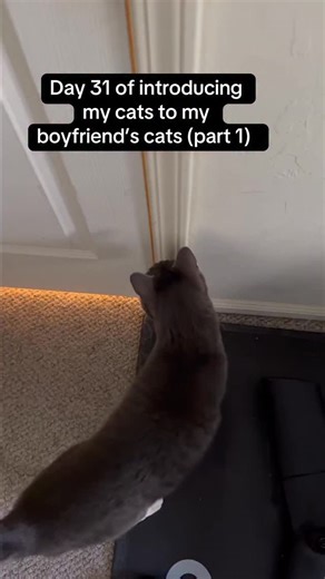 Day 31 part 1 of introducing my cats to my boyfriend’s cats. 🎄Twas the night before Christmas and both paw-rents were home for once, so we tried splitting up the social time between the pairs of kitties. Malcolm and Peter made some progress while Truffles snoozed through the drama. Come back for part 2 where Matilda meets Truffles without Peter. | Matilda & the Boys