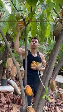 From Tree to Chocolate: Harvesting My Homegrown Cacao!