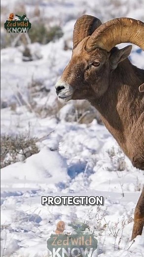 What Makes Bighorn Sheep Horns SO SPECIAL in Rocky Mountains?