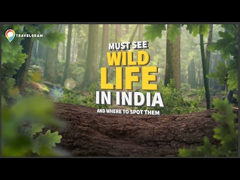 Must see wildlife in India and where to find them