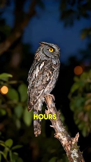 The Bird That’s Watching You Sleep 👁️🌳 #scarynature #potoo #creepy
