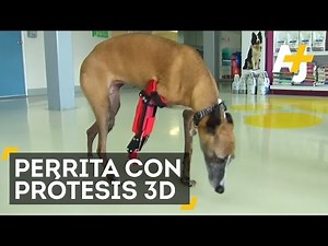 La Primera Perrita Con Una Prótesis 3D
