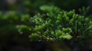 Quick basic beginners guide to Juniper tree care : Juniper bonsai...