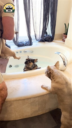 Bath time for the frenchies 🤣🌊 | The Asher House
