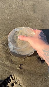 So many huge jellyfish washed up! I had to stack them like pancakes to carry them all. I couldn’t believe how many there were, I had to have my kids help me! #animals #nature | Jacob Colvin