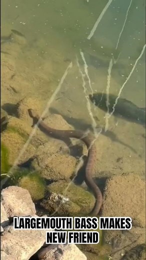 #fishing #explore #bassfishing #largemouthbass #foryou #fyp #florida #snake #fishinglife #subscribe