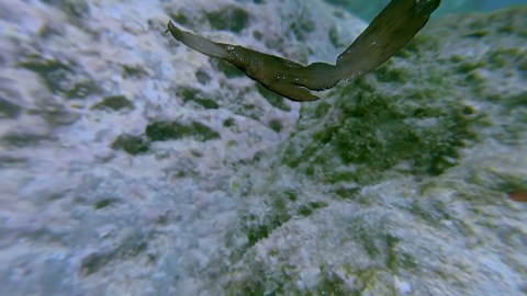 Freediver Swims With Robust Ghost Pipefish