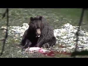 Salmon Fishing, Brown Bear Style