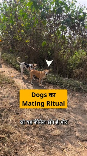 OhMyDog Rocks | Female dogs have their own rhythm… and nature follows it silently. This girl recently gave birth. But chances are… her puppies didn’t... | Instagram