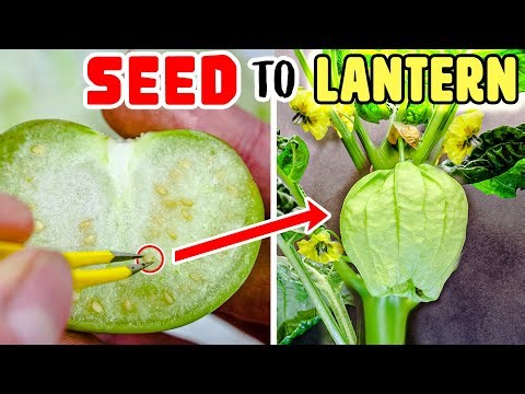 Growing tomatillo plant time lapse - seed to husk fruit (58 days)