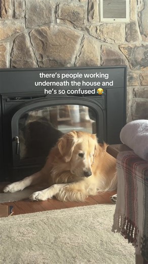 “those are big mice..” #dogs #goldenretriever | dogs