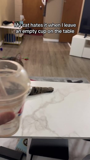 Dealing with a Naughty Cat: Hilarious Moments Caught on Camera